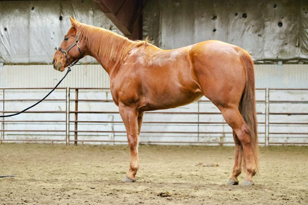 Siximoons - Versatile performance gelding trained as a head horse and barrel horse for competitive rodeo.